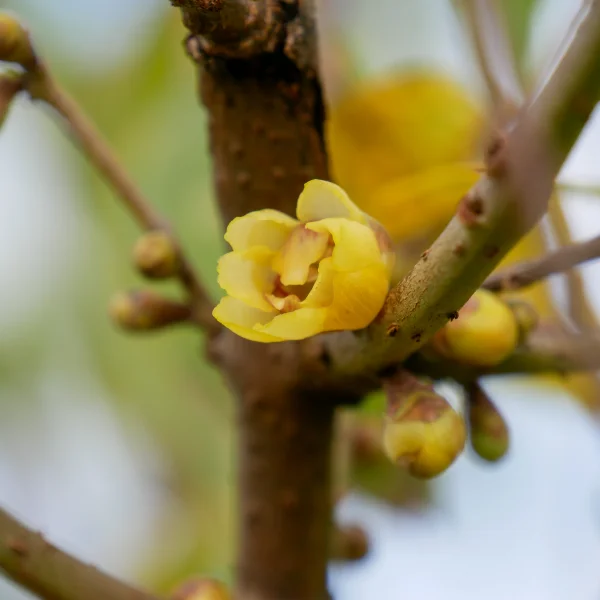 Chimonanthus praecox – Calycanthaceae