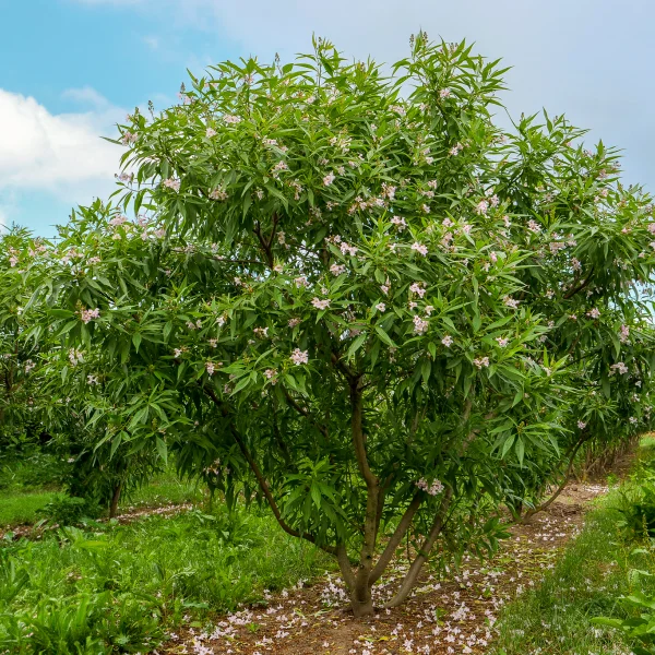 Chitalpa tashkentensis 'Pink Dawn' – Bignoniaceae