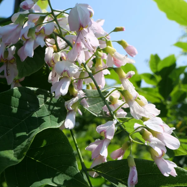 Cladrastis kentukea 'Perkin's Pink' – Fabaceae