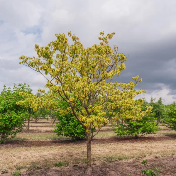 Cornus florida 'Rainbow' – Cornaceae