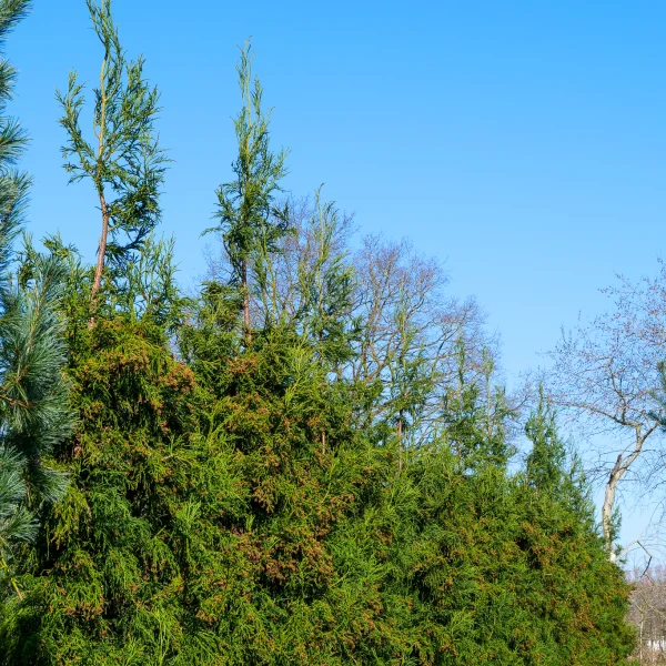 Cryptomeria japonica 'Rasen' – Cupressaceae