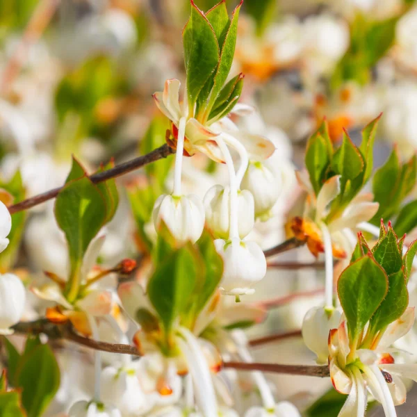Enkianthus perulatus – Ericaceae