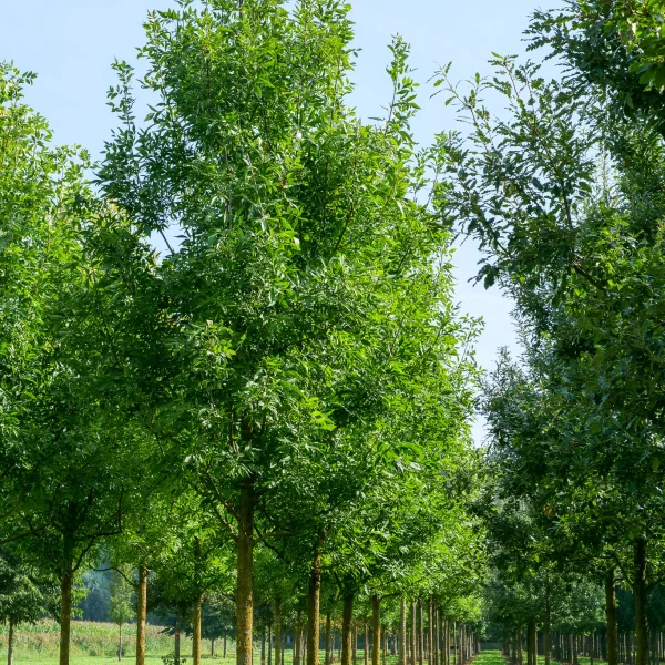 Fraxinus pennsylvanica 'Summit' – Oleaceae