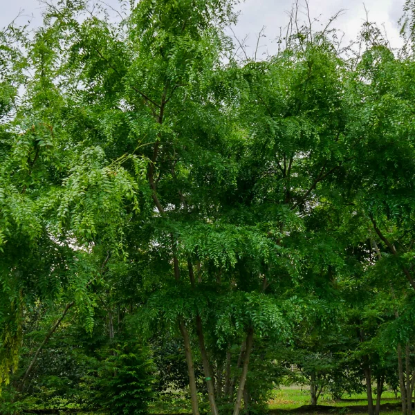Gleditsia triacanthos 'Green Glory' – Fabaceae