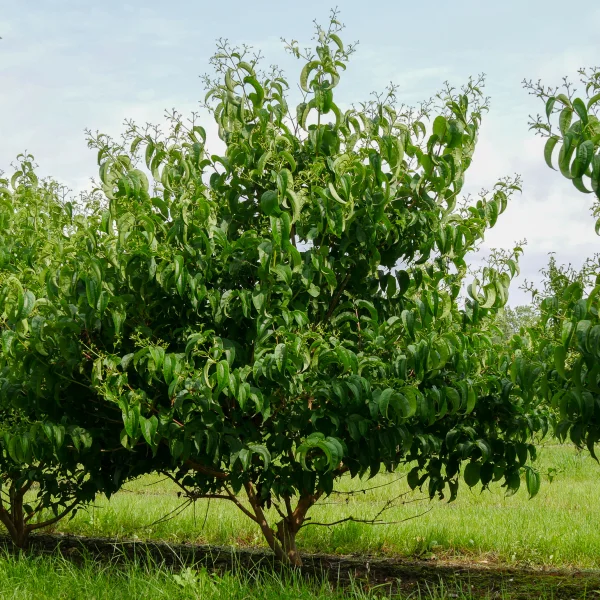 Heptacodium miconioides TIANSHAN ('Minhep') – Caprifoliaceae