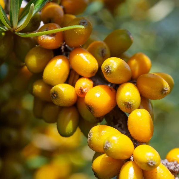 Hippophae rhamnoides 'Leikora' – Elaeagnaceae