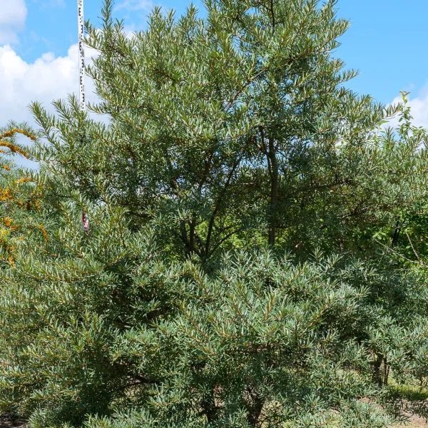 Hippophae rhamnoides 'Pollmix' – Elaeagnaceae