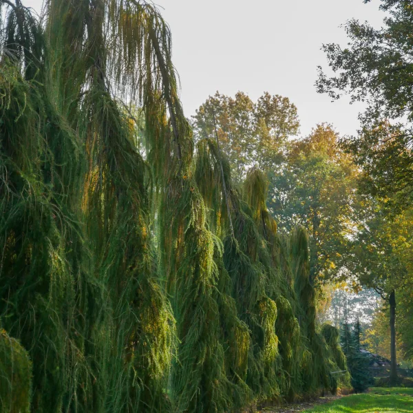 Larix decidua 'Puli' – Pinaceae
