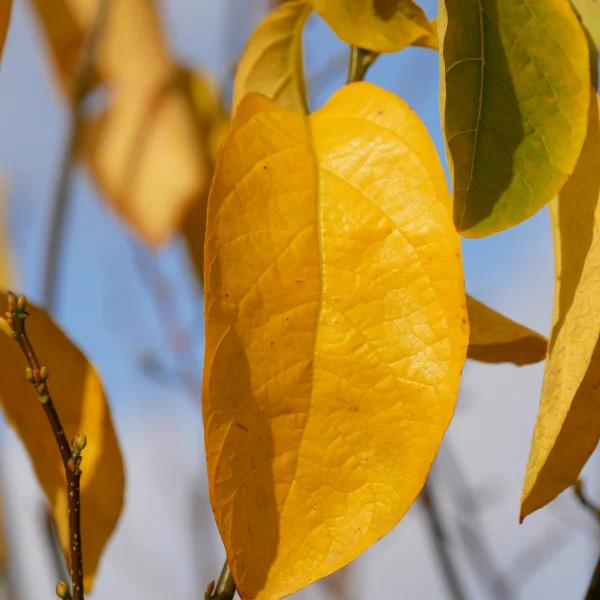 Lindera benzoin – Lauraceae