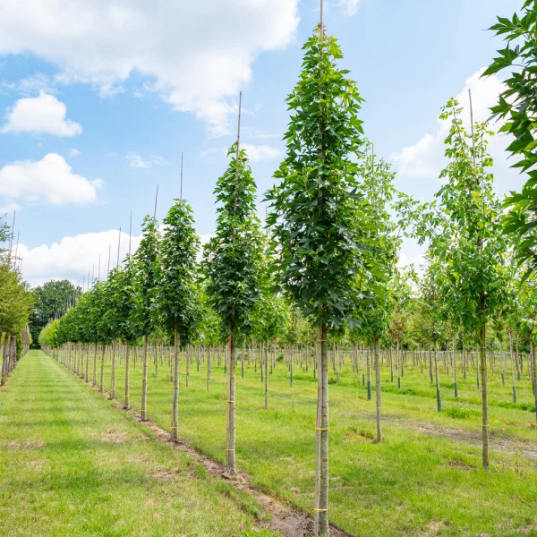 Liquidambar styraciflua 'Oakville Highlight' PBR – Altingiaceae