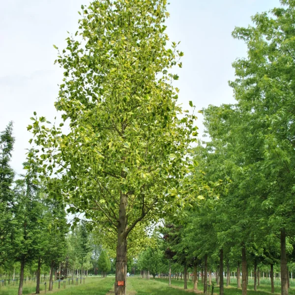 Liriodendron tulipifera 'Aureomarginatum' – Magnoliaceae