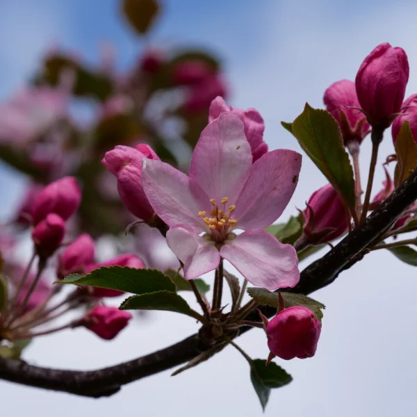 Malus RED OBELISK ('D.V.P. Obel') – Rosaceae