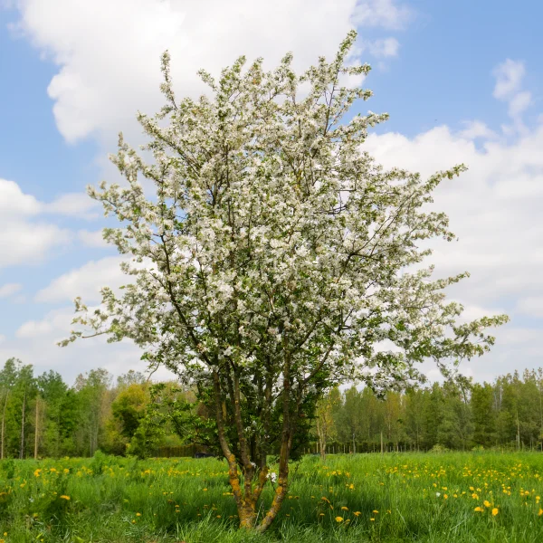 Malus 'Red Sentinel' – Rosaceae
