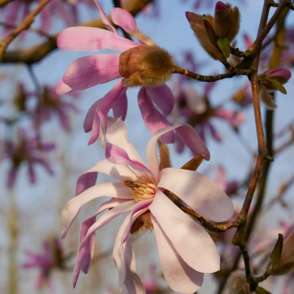 Magnolia stellata 'Rosea' – Magnoliaceae