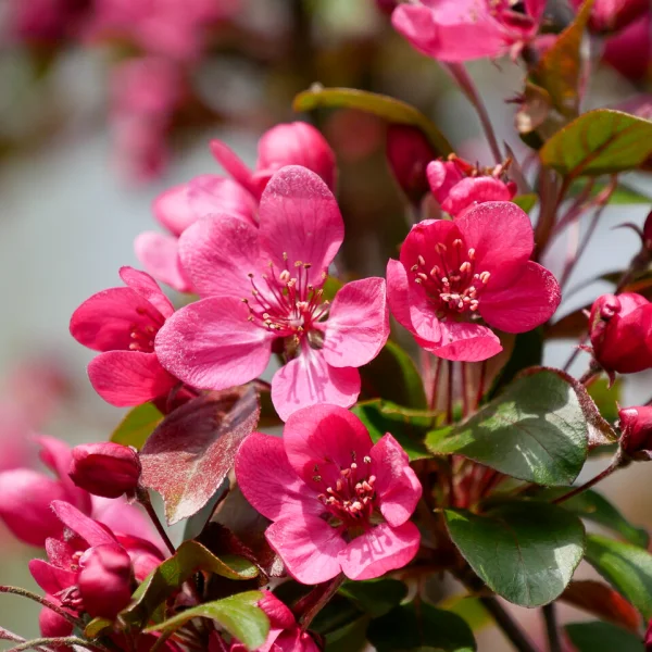 Malus 'Veitch's Scarlet' – Rosaceae