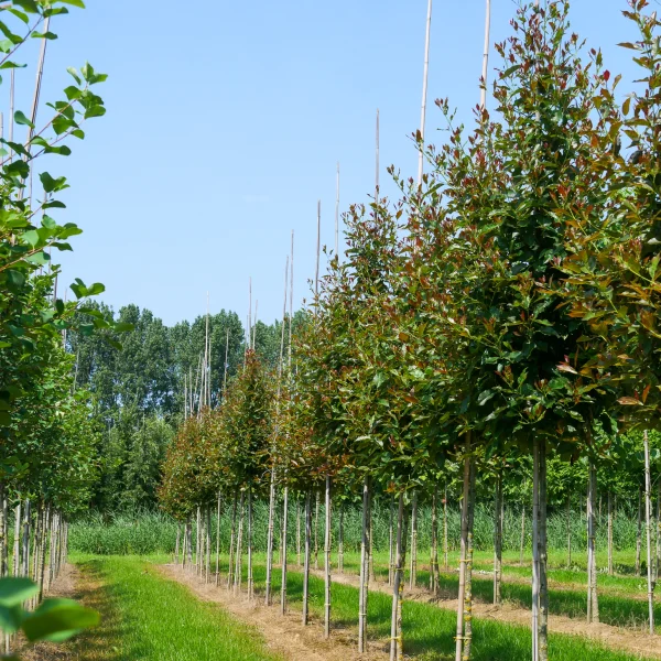 Nyssa sylvatica RED RAGE ('Haymanred') – Cornaceae