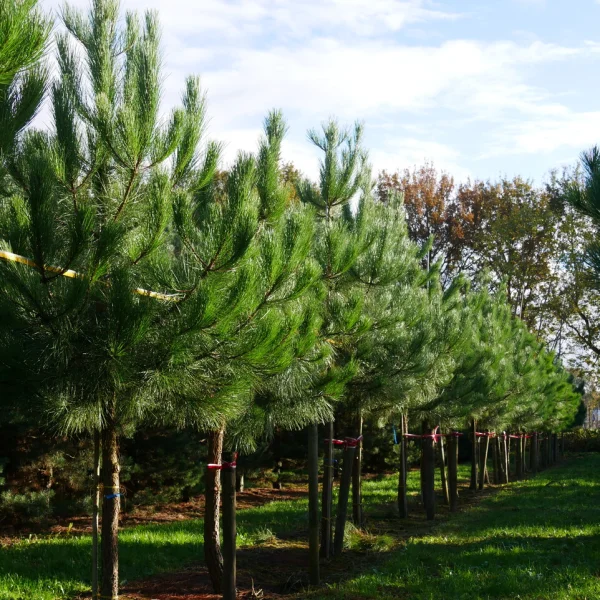 Pinus pinaster – Pinaceae