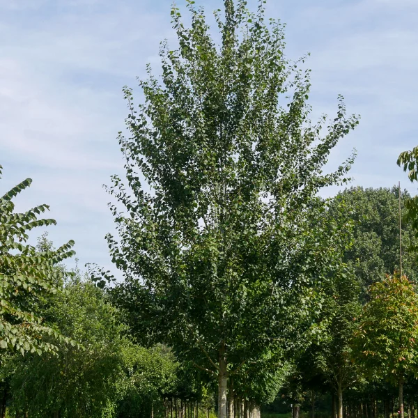 Populus tremula 'Tapiau' – Salicaceae