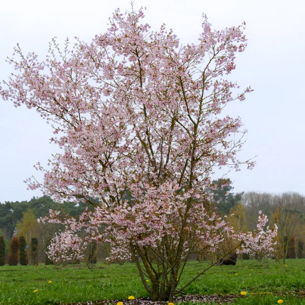 Prunus incisa 'Mikinori' – Rosaceae