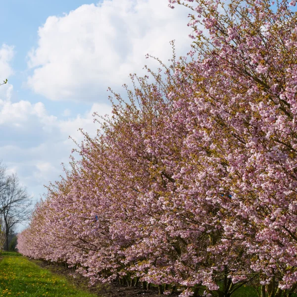 Prunus incisa 'Oshidori' – Rosaceae