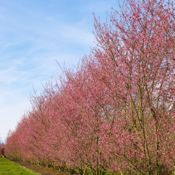 Prunus incisa 'Paean' – Rosaceae
