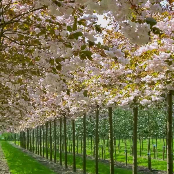 Prunus serrulata 'Fugenzo' – Rosaceae