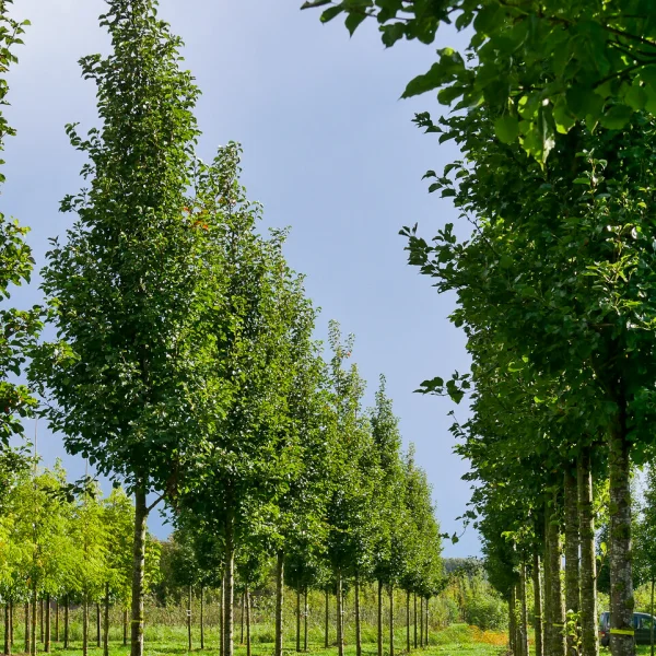 Pyrus calleryana 'Chanticleer' – Rosaceae