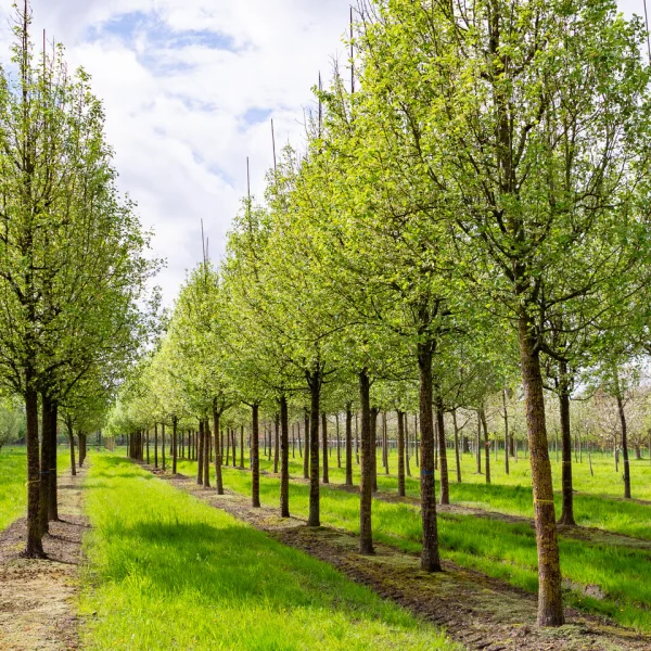 Pyrus communis 'Noordhollandse Suikerpeer'