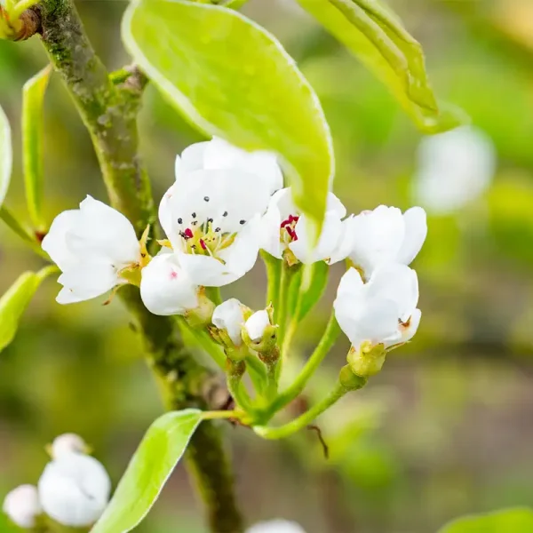 Pyrus communis 'Peradel' – Rosaceae