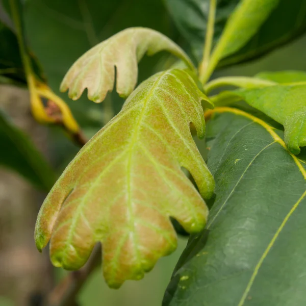 Quercus alba 'Clara' – Fagaceae