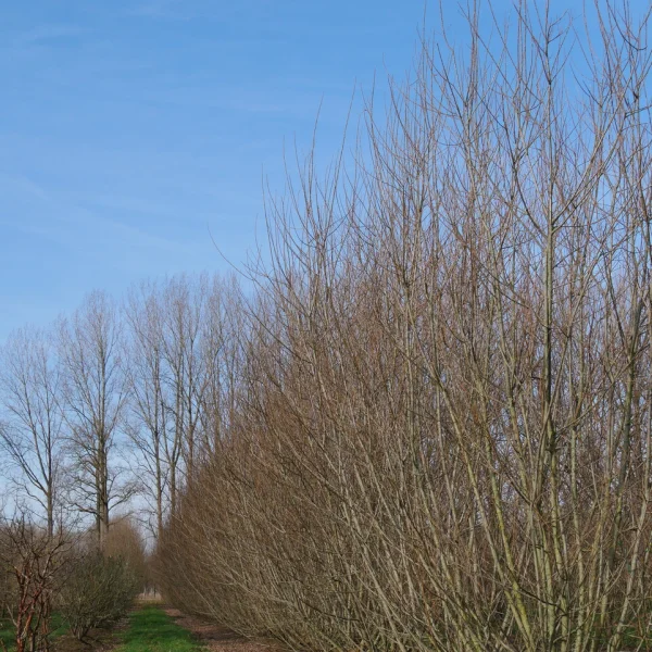 Salix triandra 'Semperflorens' – Salicaceae