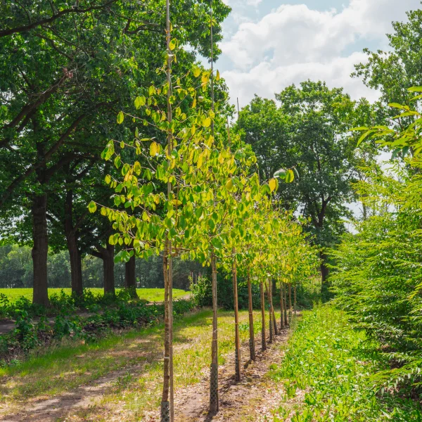 Sinowilsonia henryi &ndash; Hamamelidaceae