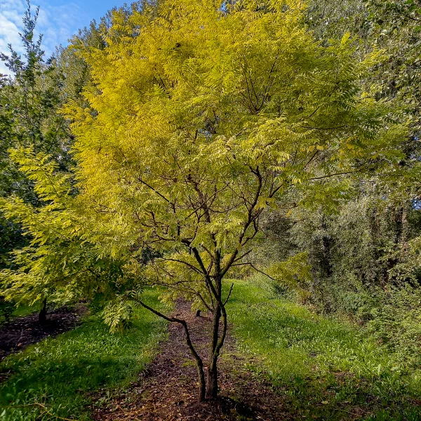 Styphnolobium japonicum 'Gold Standard' – Fabaceae