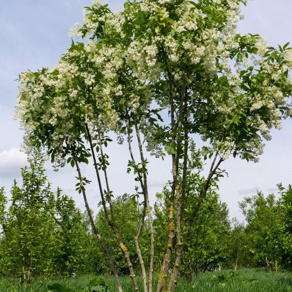 Staphylea colchica – Staphyleaceae