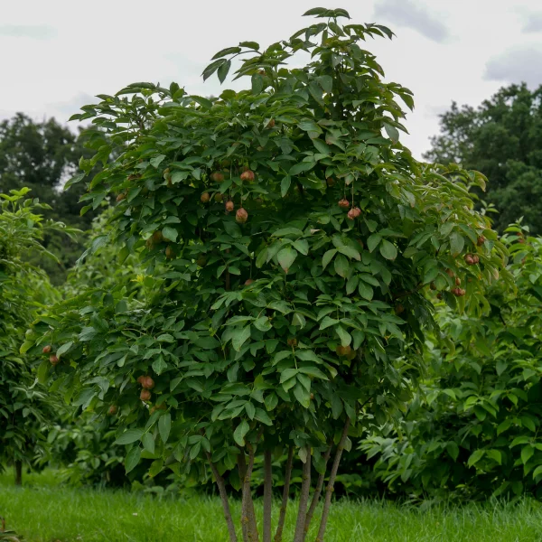 Staphylea pinnata – Staphyleaceae