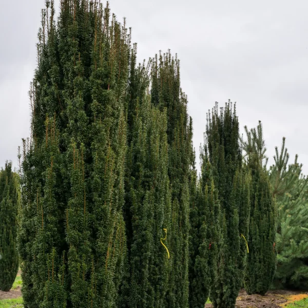 Taxus baccata 'Fastigiata' – Taxaceae