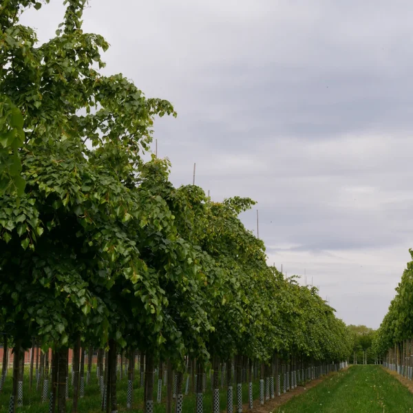 Tilia mongolica 'Buda' – Malvaceae