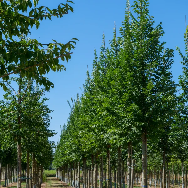 Ulmus VADA ('Wanoux') – Ulmaceae