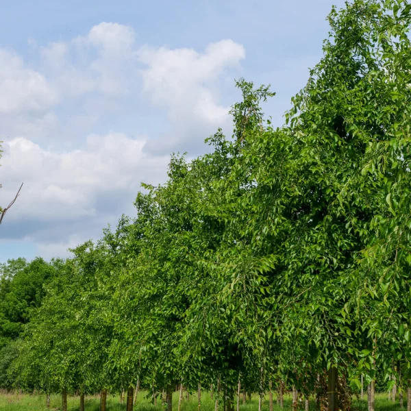 Ulmus 'Sapporo Autumn Gold' – Ulmaceae
