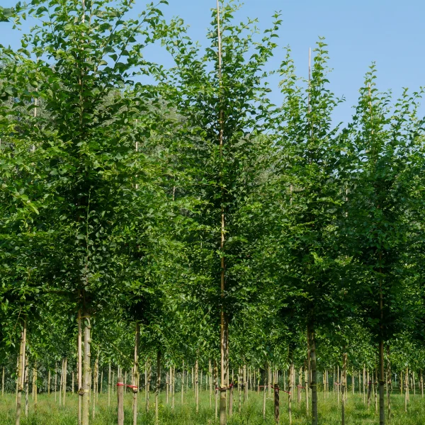 Ulmus 'Urban' – Ulmaceae