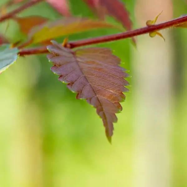 Zelkova serrata 'Urban Ruby' – Ulmaceae