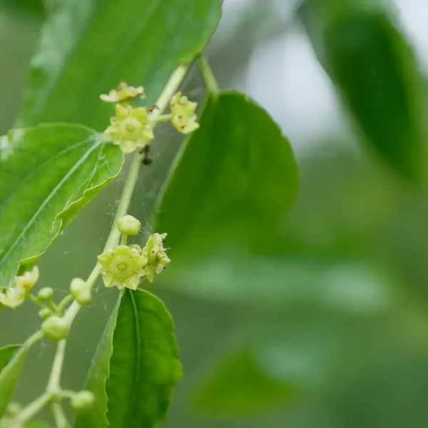 Ziziphus jujuba – Rhamnaceae