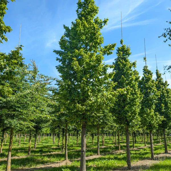 Carpinus betulus 'Nord'