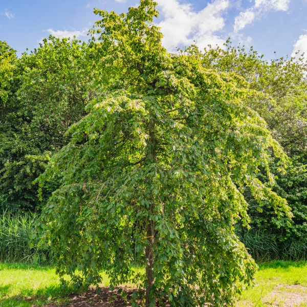 Carpinus betulus 'Pendula' &ndash; Betulaceae