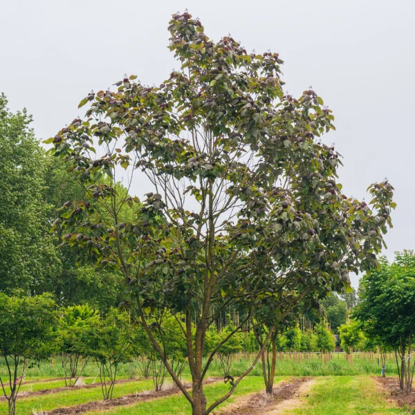 Catalpa ×erubescens 'Purpurea' &ndash; Bignoniaceae