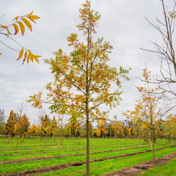 Carya illinoinensis &ndash; Juglandaceae