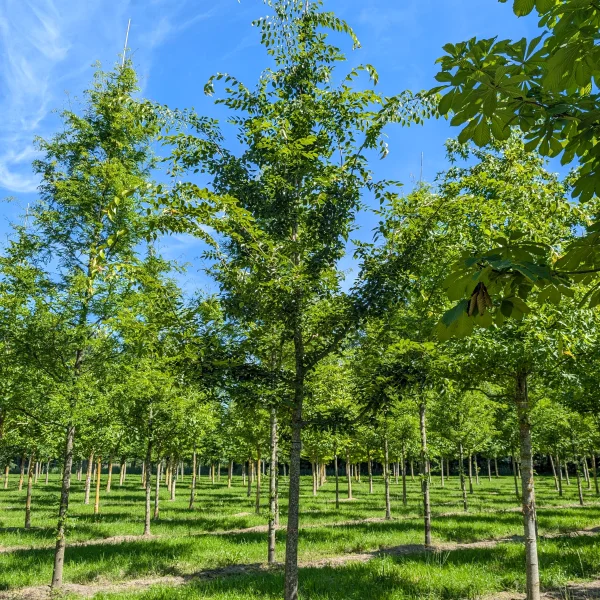 Celtis bungeana &ndash; Ulmaceae