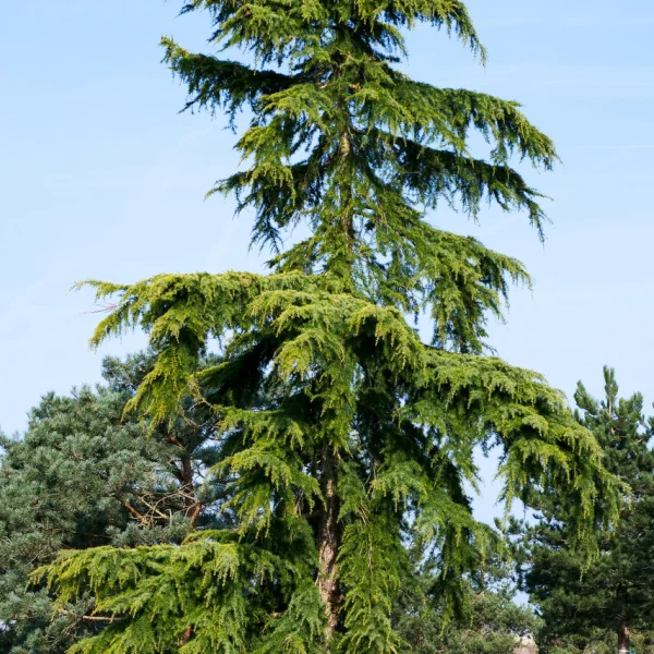 Cedrus deodara 'Aurea' &ndash; Pinaceae