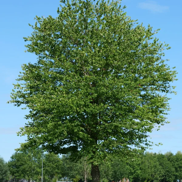 Cercidiphyllum japonicum &ndash; Cercidiphyllaceae