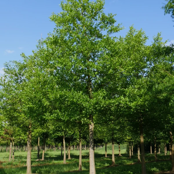 Celtis julianae &ndash; Ulmaceae